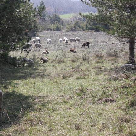 Jigi, le berger d’Aucelon,                              ses moutons et les loups