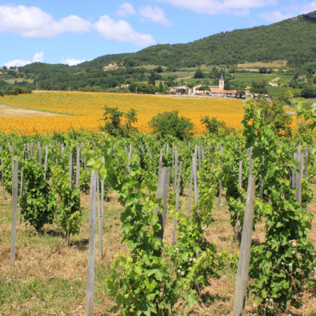 Joël Lombard, une vie dans les vignes