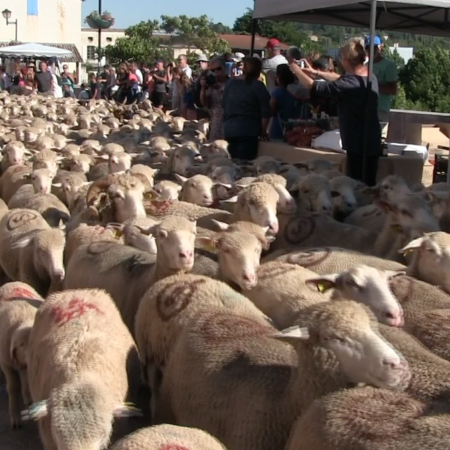 La transhumance, pour combien de temps encore?